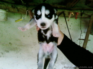 Сибирские Хаски #922732