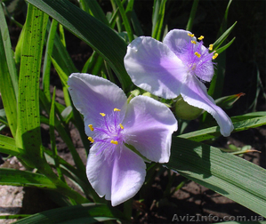 Садовые растения для тени #926900