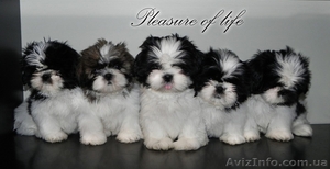 Ши тцу с отличными породными качествами. #930992