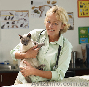 Ветеринар Киев  #930135