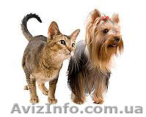 Ветеринария врач #930145