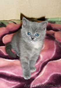 Котенок скотиш страйт #929178