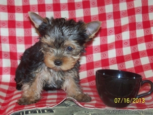 мини щенки йоркширского терьера не дорого #948475