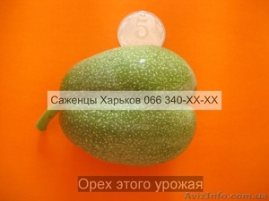 Cаженцы грецкого ореха грецкий орех #941842