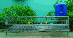 Клетки для перепелов (новые и бу) #951601