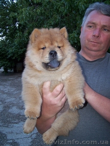 Щенок чау-чау  ждет хозяина #948502