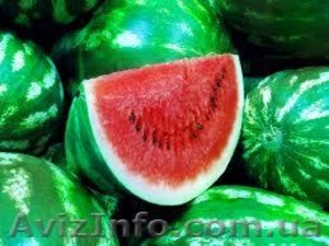 Продам арбуз Мелитополь #944061