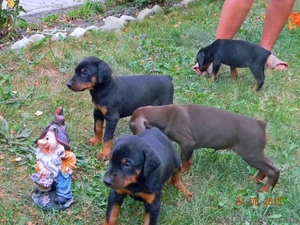 щенки Добермана от элитных родителей от 1500 #948652