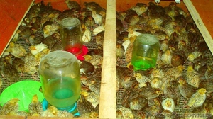 Яйцо перепелиное инкубационное,  пищевое #951603