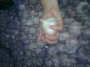 Продаем чеснок на посадку  #941977