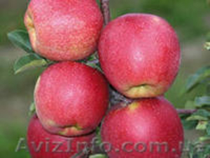 Саженцы яблони  #950263