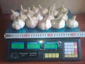 Продам чеснок зубок,  воздушка,  и однозубка цена дог. #943800