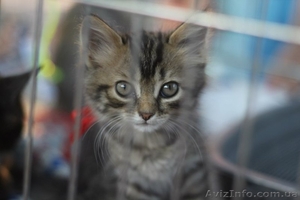 отдам в дар котят ,  только в добрые руки #951475