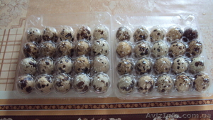 Свежие перепелиные яйца #948034