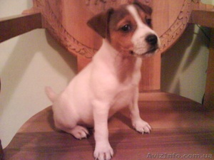 Продам замечательных Джек Рассел терьер #339498