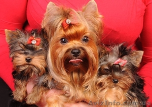 Продаются щенки йоркширского терьера. #938529