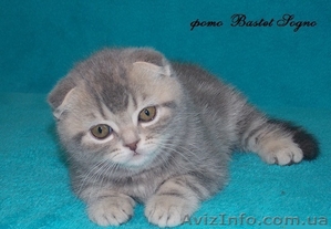 котик шоу класс #916174