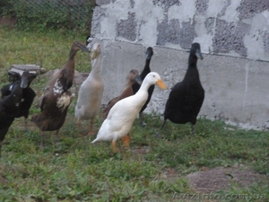 инкубационное яйцо утки индийский бегунок #949253