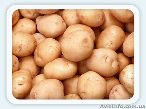 ПРОДАЮ  КАРТОФЕЛЬ В НЕОГРАНИЧЕННОМ КОЛИЧЕСТВЕ #942285