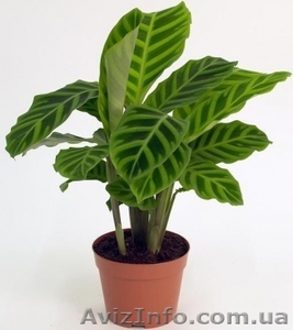 Зелёные растения по самым низким ценам #939063