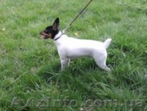  Американский той фокстерьер #939685