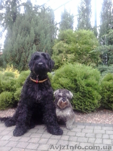 Дресирування собак всіх порід #951526