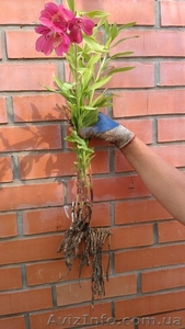 Продам Саженцы альстромерии #944237