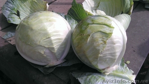 Продам капусту крупный опт!!! #949848