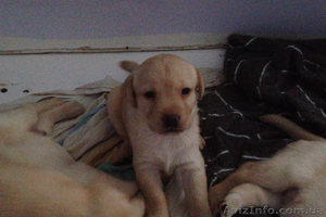 Лабрадор дівчинка #946676