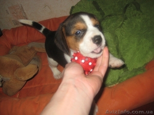 Бигль - это добрая,  ласковая и веселая собака.  #581335