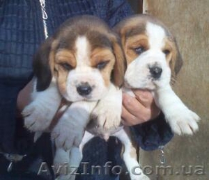 Щенки Бигль (триколор) #499322