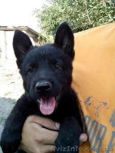 продаю щенков немецкой овчарки черного окраса #520529