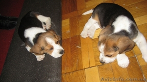 Продам щенка Бигля девочку #46996