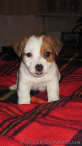 Продам щенков Джек Рассел терьеров #46992