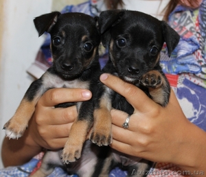 Малыши тойчики ждут своих хозяев #950606