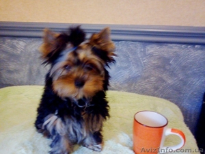 Мини йоркширский терьер #945306