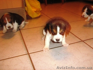 щенки бигль,  с шикарной родословной КСУ #581129