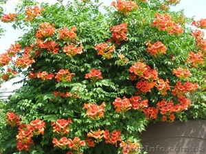 Кампсис,  вьющееся с широкими листьями и большими красными соцветиями #945795