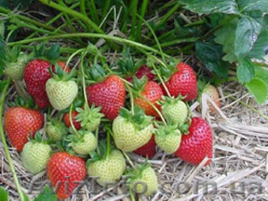 Рассада клубники #939972