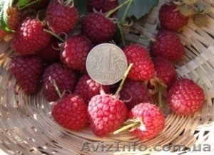 Малина         с  поля #940357