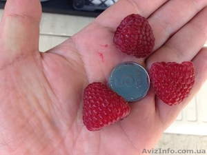 Продам малину оптом. #945810