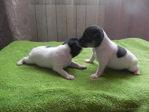 Щенки Американский той фокстерьер #939683