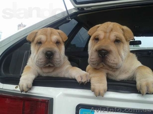 срочная распродажа щенков шар-пея! #924076