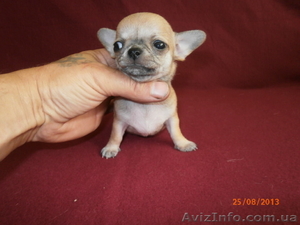 Кукольный,  эксклюзивный МИНИ-мальчик ЧИХУАХУА!!! #951685