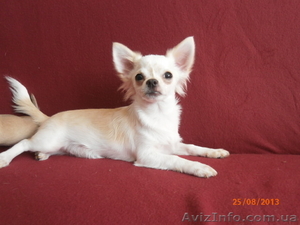 Підрощений хлопчик ЧІХУАХУА в пошуку любячої сім