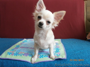 Еффектний підрощений,  породний кобельок ЧІХУАХУА! #951702