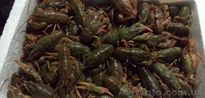 Живые Раки в Киеве по 90,  130 и 160 грн. #951269