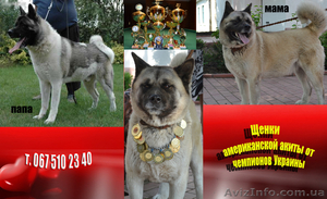 Щенки американской Акиты от чемпионов Украины (FCI) #948316