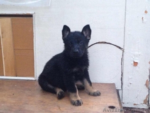  щенки немецкой овчарки линий рабочего разведения #951718