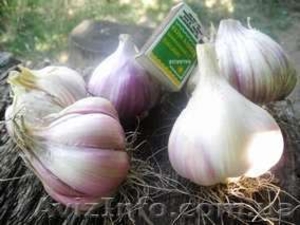 семена ВОЗДУШКА чеснока #949336